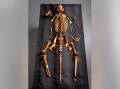 The skeleton of an extinct kangaroo species has been unearthed from deep inside a Victorian cave. (Tim Carrafa/AAP PHOTOS)